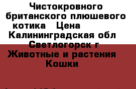 Чистокровного британского плюшевого котика › Цена ­ 25 000 - Калининградская обл., Светлогорск г. Животные и растения » Кошки   